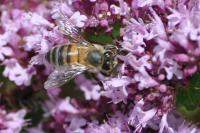 Apis mellifera