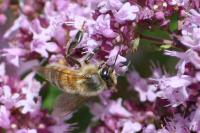 Apis mellifera