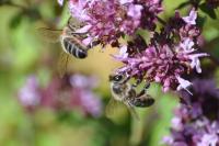 Apis mellifera