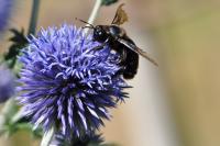 Xylocopa violacea