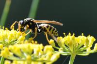 Polistes dominula