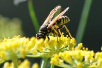 Polistes dominula
