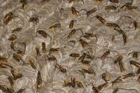 Vespula germanica