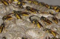 Vespula germanica