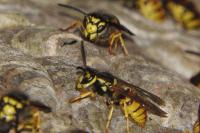 Vespula germanica