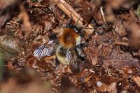 Bombus pascuorum