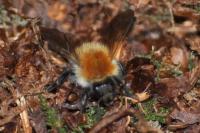 Bombus pascuorum