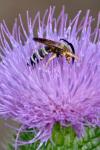 Halictus scabiosae
