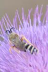 Halictus scabiosae