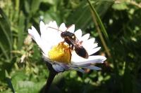 Nomada