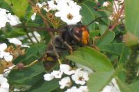 Vespa velutina