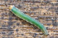 Endelomyia aethiops