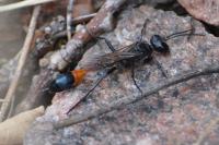 Ammophila sabulosa