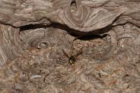 Vespula germanica