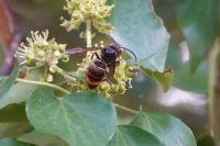 Vespa velutina