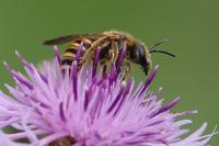 Halictus scabiosae