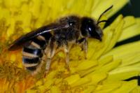 Halictus scabiosae