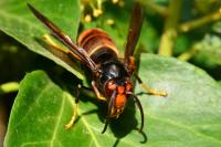 Vespa velutina