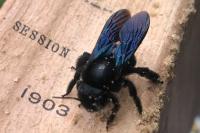 Xylocopa