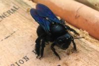 Xylocopa