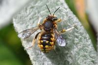Anthidium manicatum