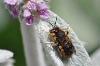 Anthidium manicatum