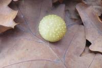 Cynips quercusfolii