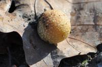Cynips quercusfolii