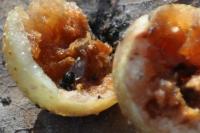 Cynips quercusfolii
