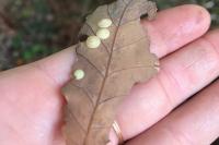 Neuroterus quercusbaccarum