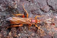 Lymantrichneumon disparis