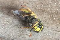 Vespula germanica