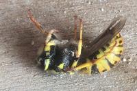 Vespula germanica