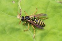 Polistes dominula