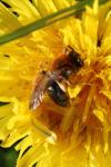 Andrena nitida