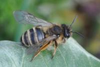 Andrena flavipes