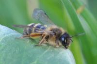 Andrena flavipes