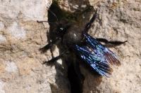 Xylocopa violacea