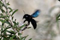 Xylocopa