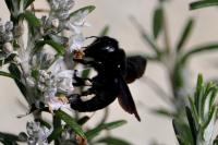 Xylocopa