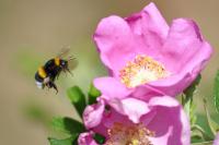 Bombus