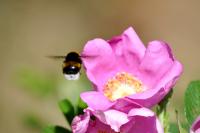 Bombus
