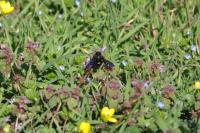 Xylocopa