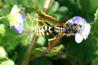 Polistes dominula