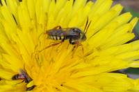 Nomada lathburiana