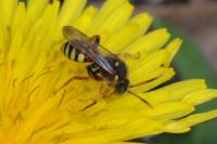 Nomada lathburiana
