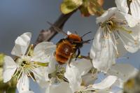 Andrena fulva