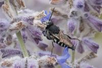 Coelioxys