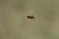 Osmia bicornis bicornis