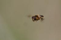 Osmia bicornis bicornis